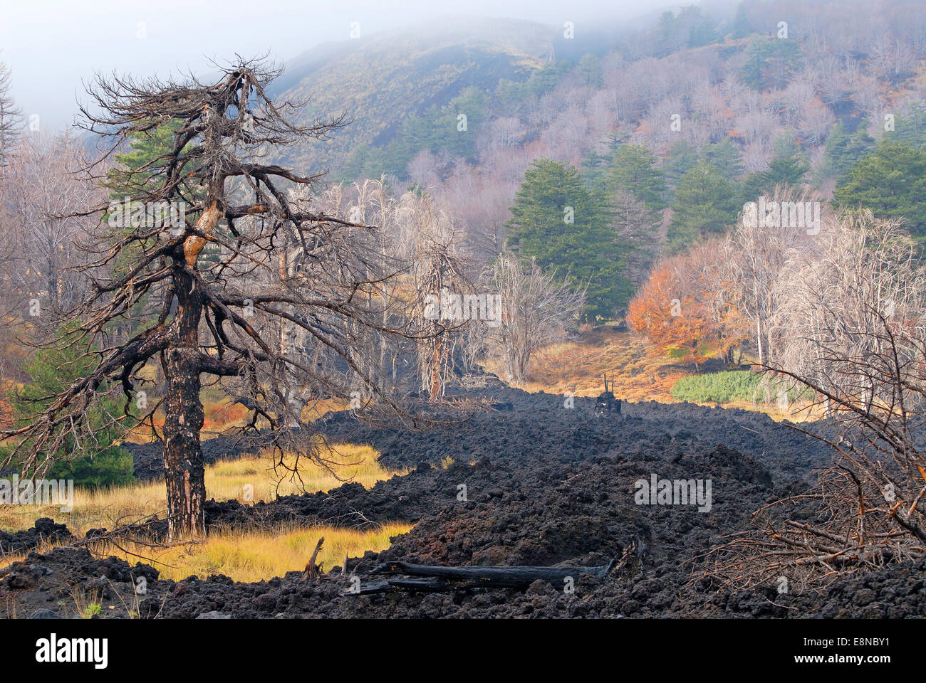 Etna, lave noire cool stream , la Sicile, Italie Banque D'Images