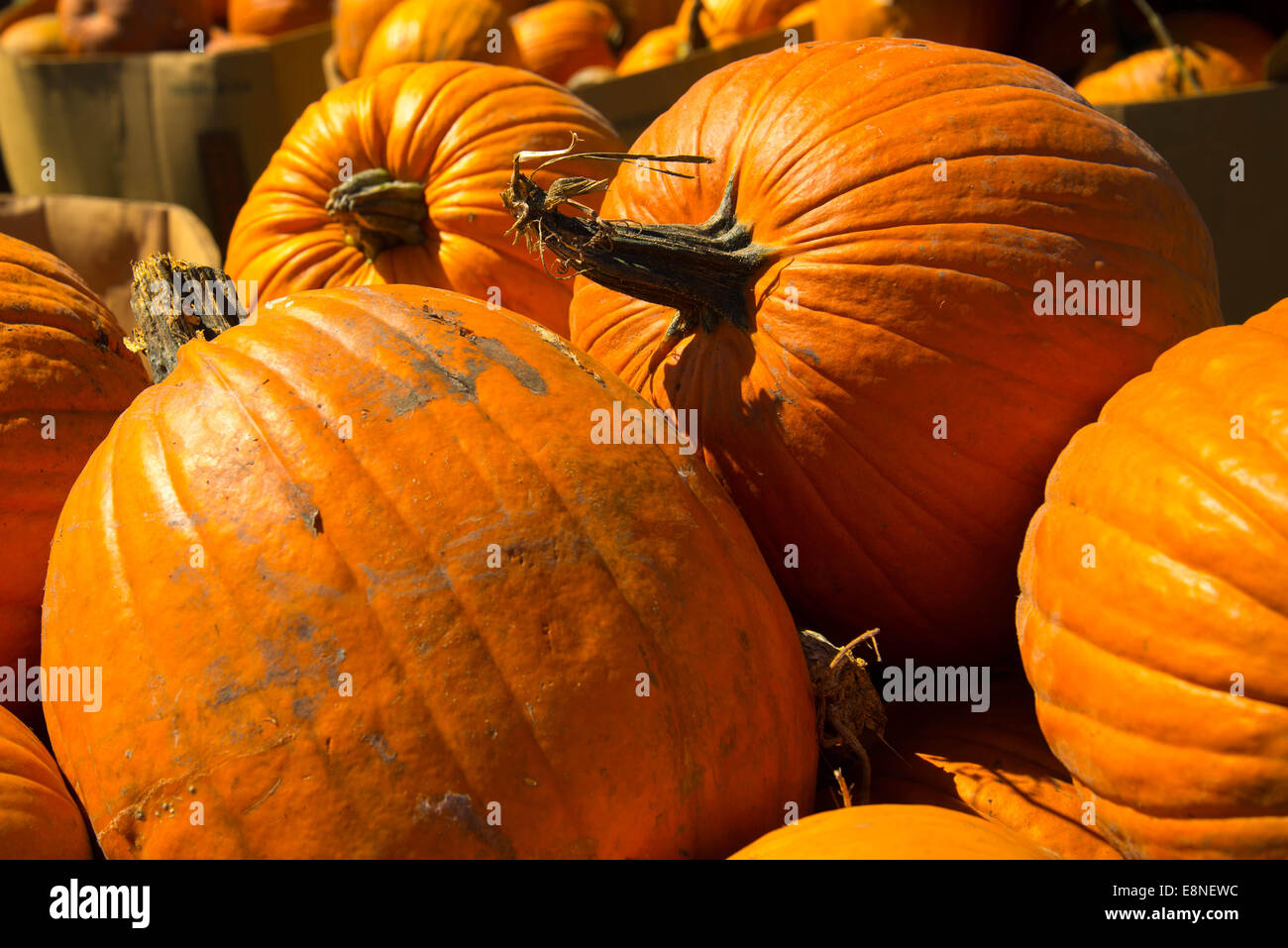 Citrouilles et courges préparée à partir de produits frais le patch Banque D'Images