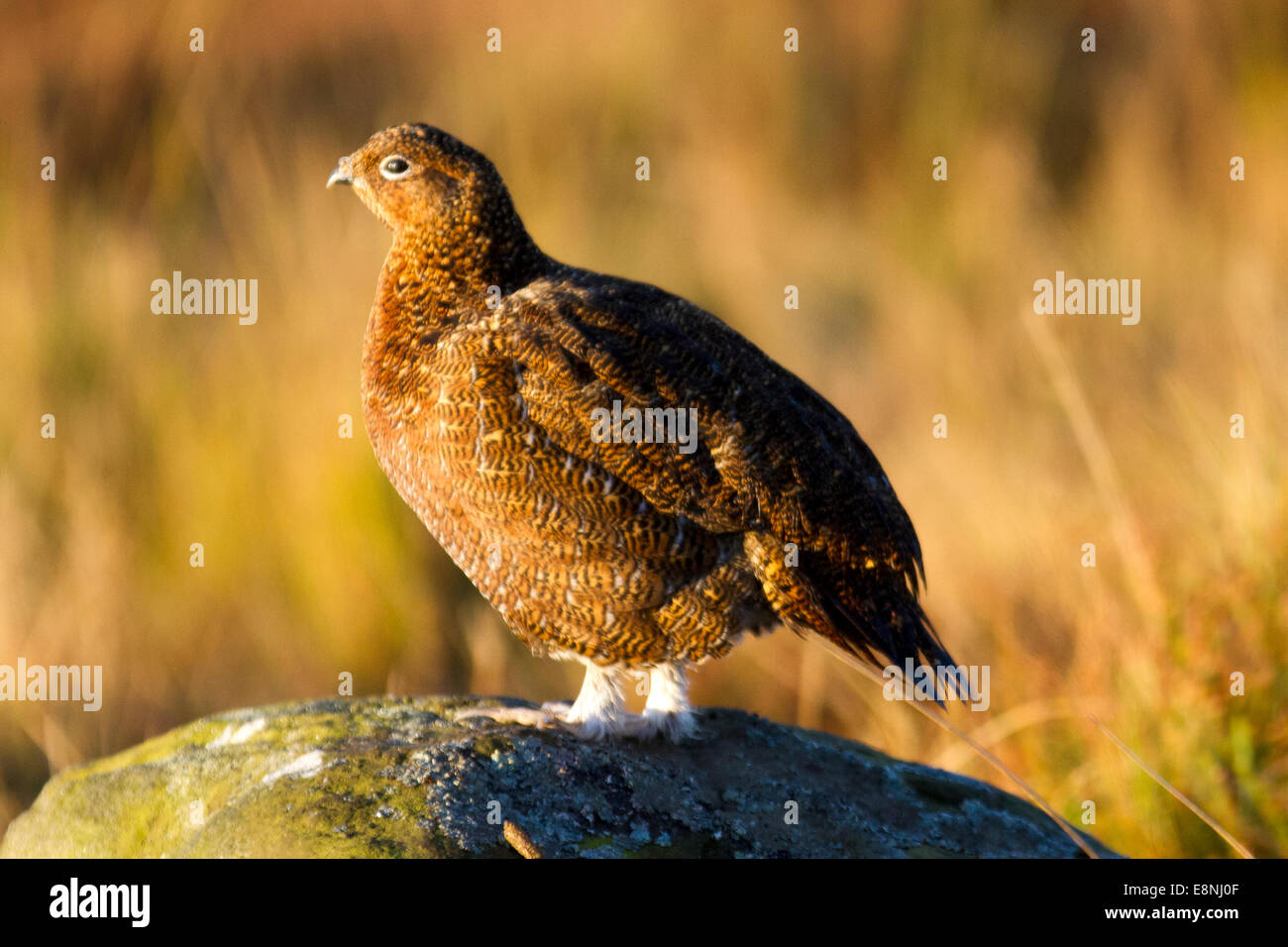 Middleham, Yorkshire Du Nord, Royaume-Uni. 12 octobre 2014. Météo britannique. Mérous rouges, oiseaux de gibier, mérous communs, oiseau de taille moyenne avec une queue courte, un plumage brun de châtaignier riche et des jambes à plumes blanches, se réchauffant dans les rayons du matin lorsque le soleil monte sur West Witton, Maures. ROYAUME-UNI. Banque D'Images