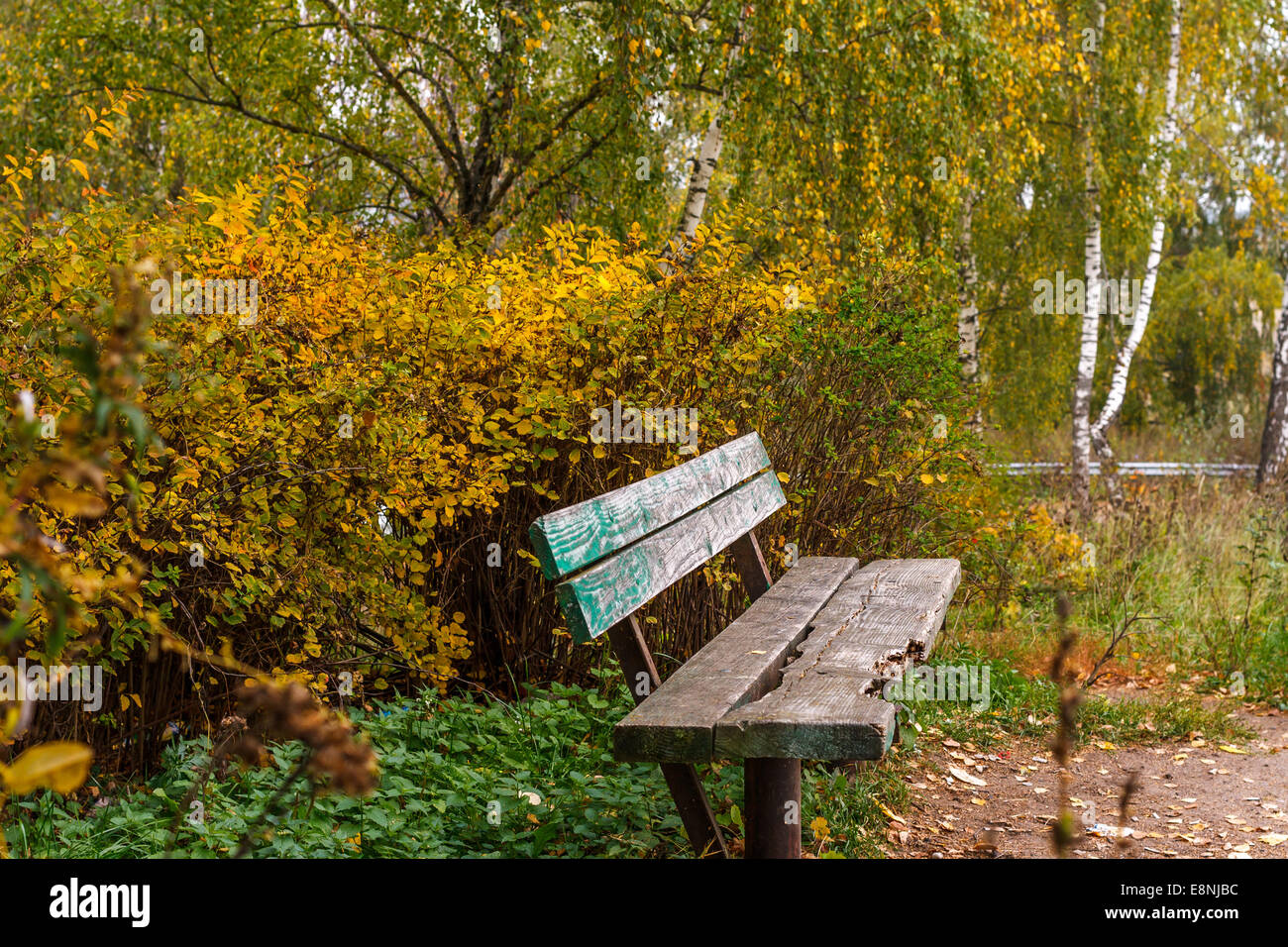 Vieux banc en bois entourée d'arbustes jaune en automne Banque D'Images