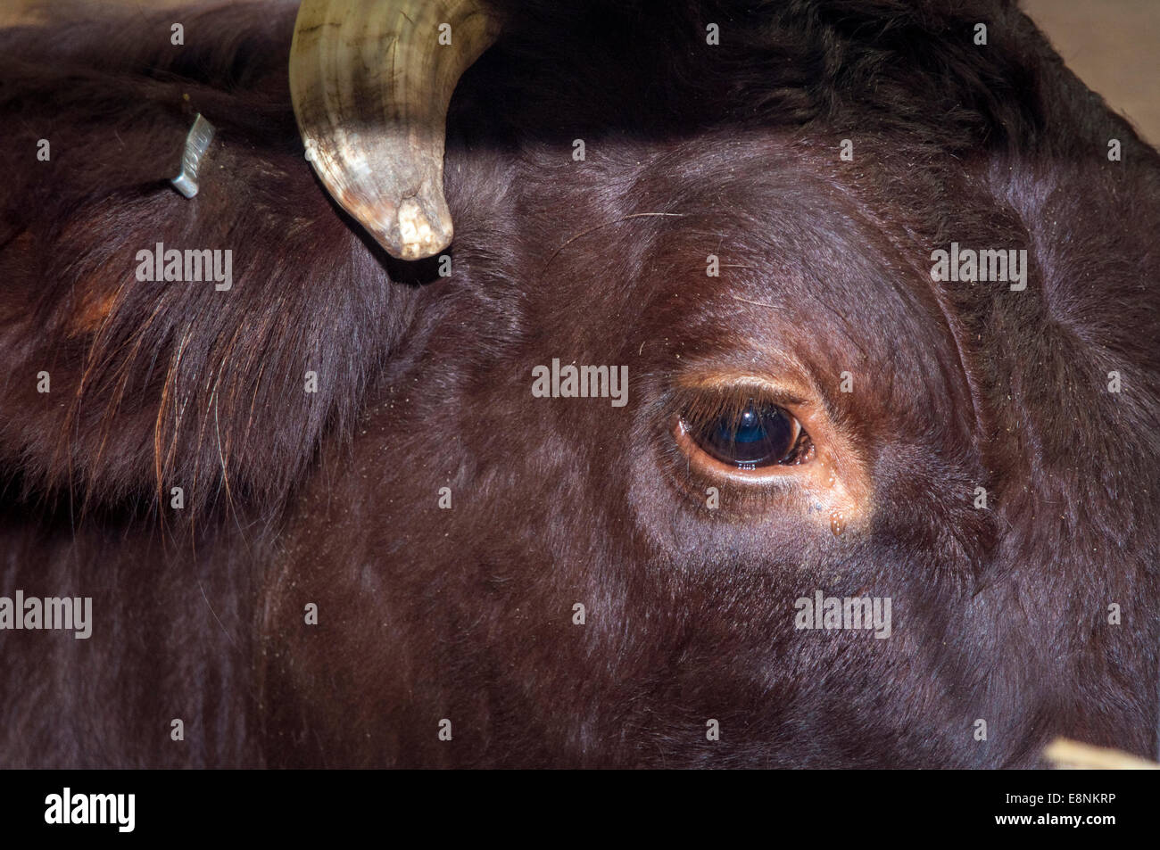 Les Bulls Eye, une photographie du visage d'un taureau Banque D'Images