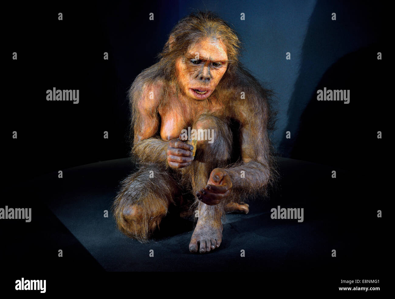 Espagne, Burgos : amour humain de "Lucy" (Australopithecus afarensis) dans le Musée de l'évolution humaine Banque D'Images