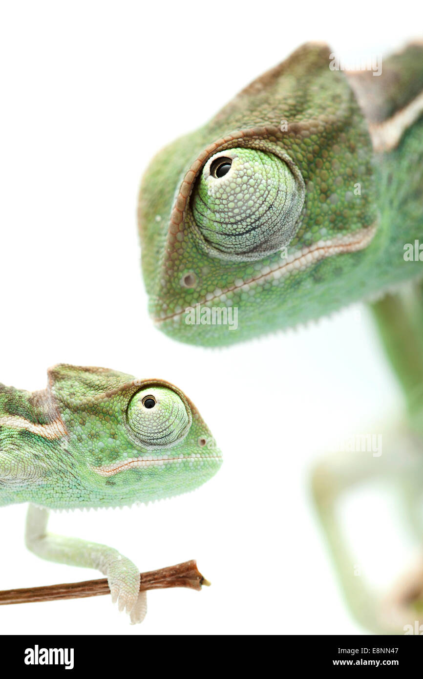 Chameleon Sur Blanc Concentre Sur Les Yeux Photo Stock Alamy