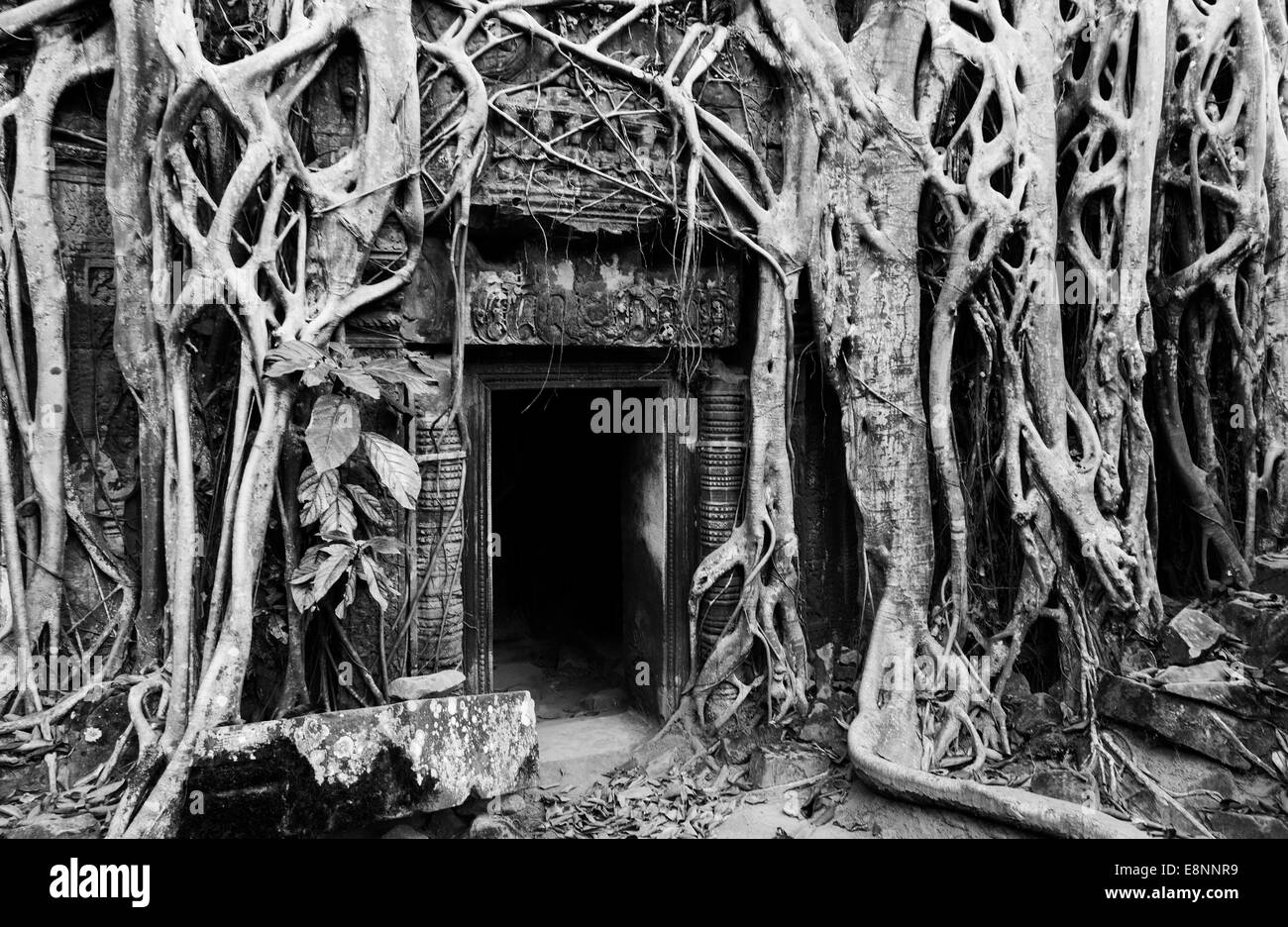 Ta Prohm Temple (Rajavihara), Angkor, Siem Reap, Cambodge Banque D'Images