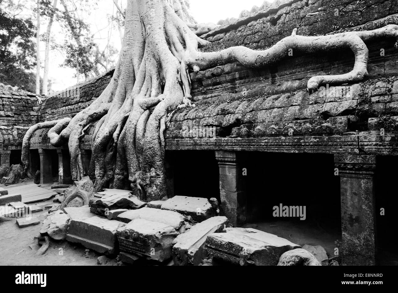 Ta Prohm Temple (Rajavihara), Angkor, Siem Reap, Cambodge Banque D'Images