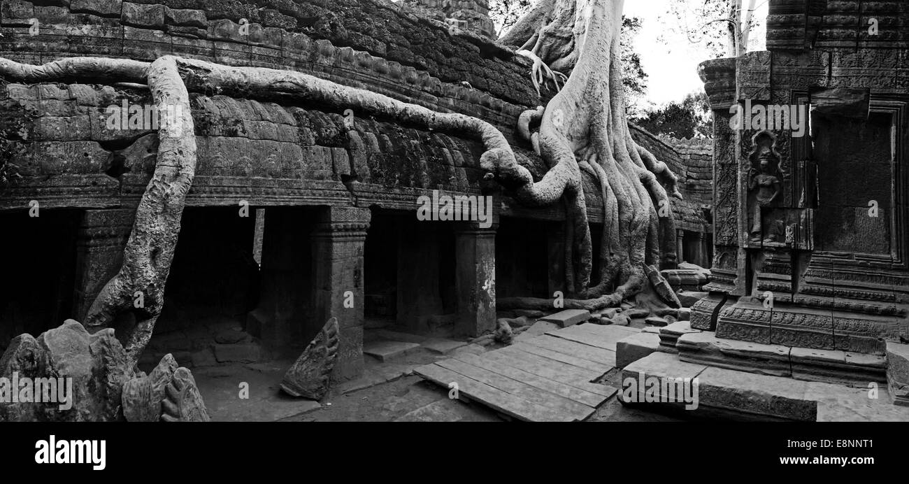 Ta Prohm Temple (Rajavihara), Angkor, Siem Reap, Cambodge Banque D'Images