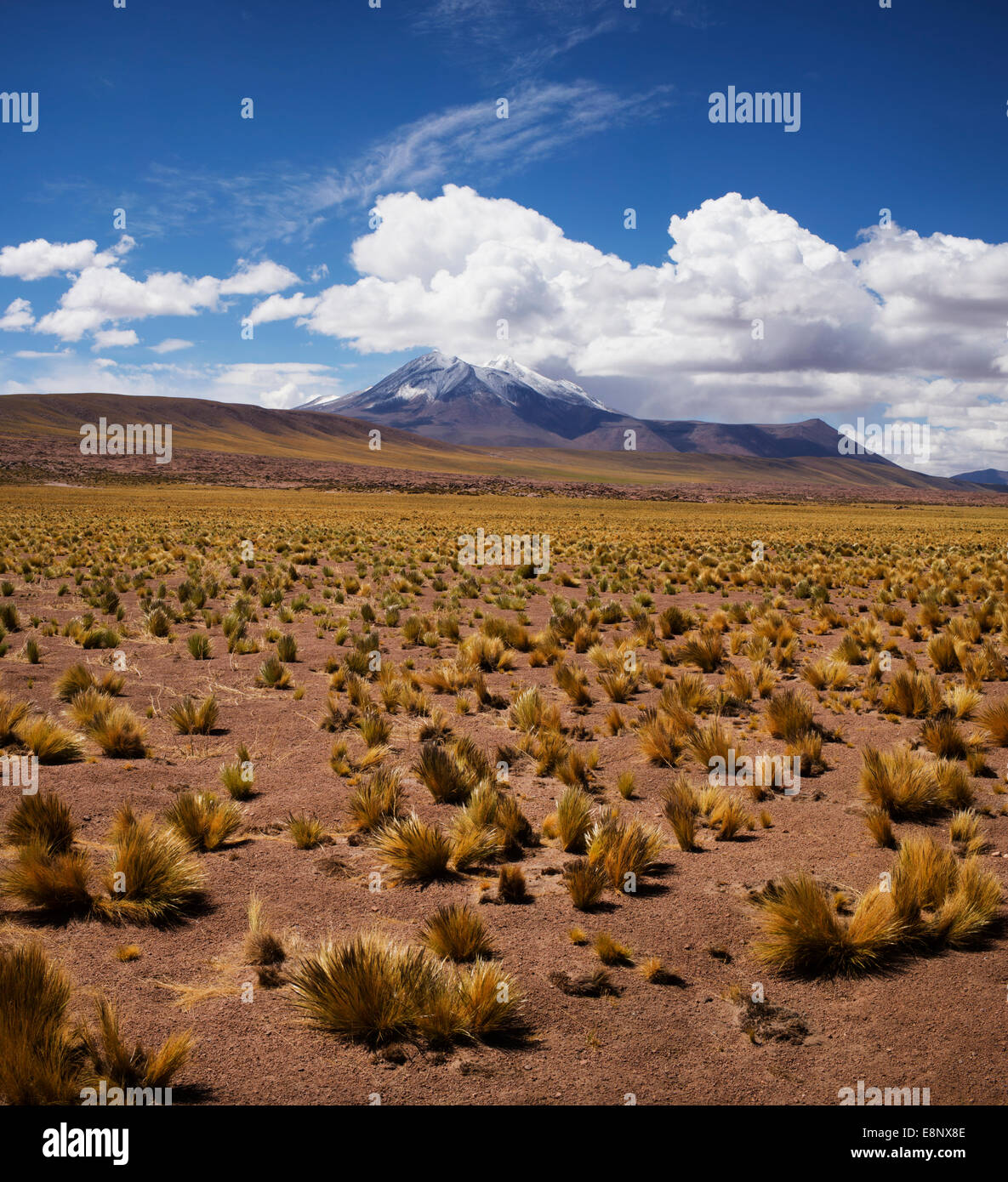 Altiplano élevé, Désert d'Atacama, Chili, Amérique du Sud. Banque D'Images