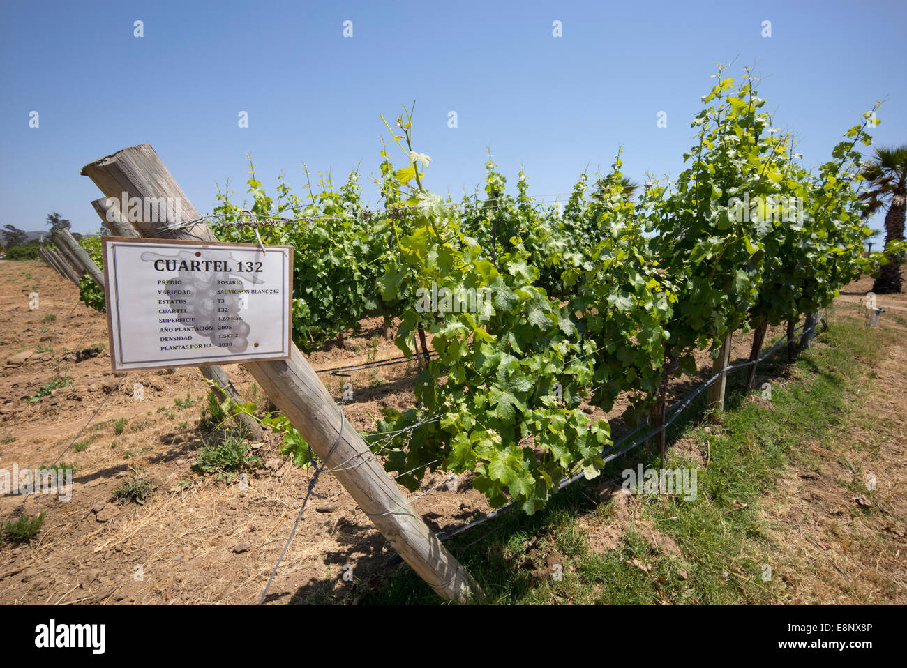 Sauvignon blanc, vignes à Matetic Vineyards, au Chili, en Amérique du Sud. Banque D'Images