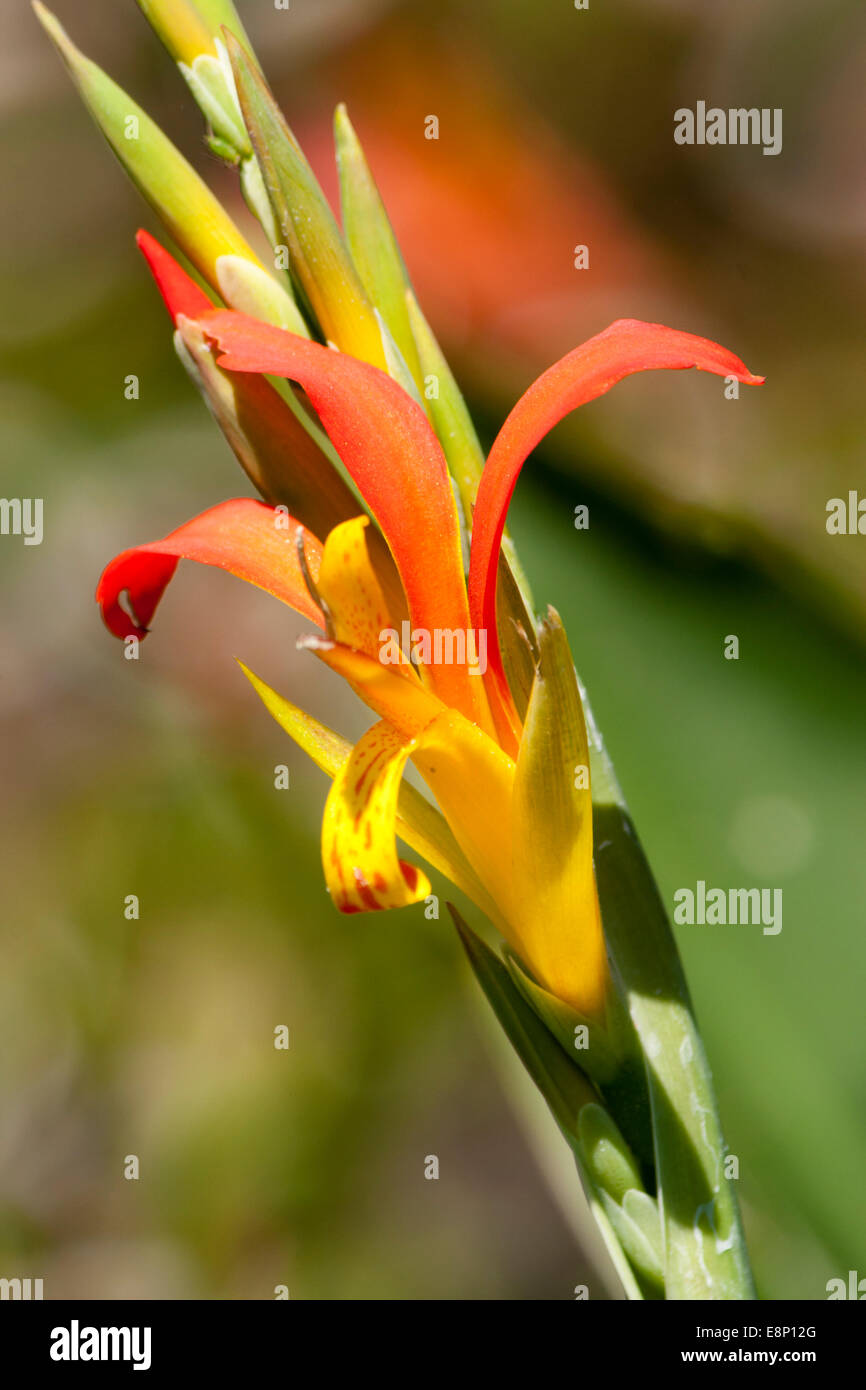Fleur d'ouverture de Achira, Canna edulis, un vert feuilles espèces utilisées dans les programmes de jardinage exotique Banque D'Images