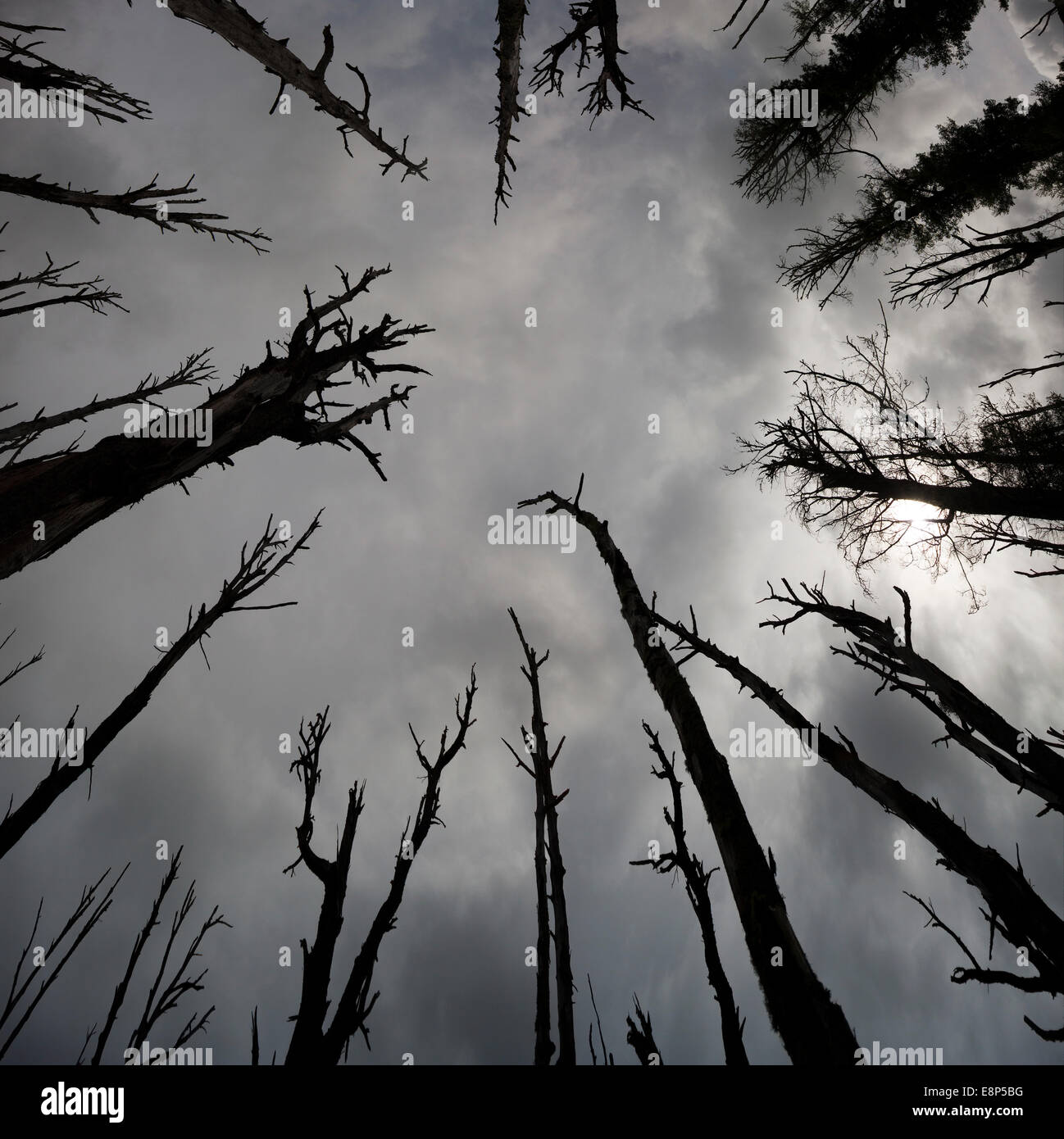 Les arbres morts effrayant sombre ciel orageux Haunted Woods low angle view jusqu'à la silhouette noire qui se profile mal branches overhead Banque D'Images Les arbres morts effrayant sombre ciel orageux Haunted Woods low angle view jusqu'à la silhouette noire qui se profile mal branches overhead Banque D'Images