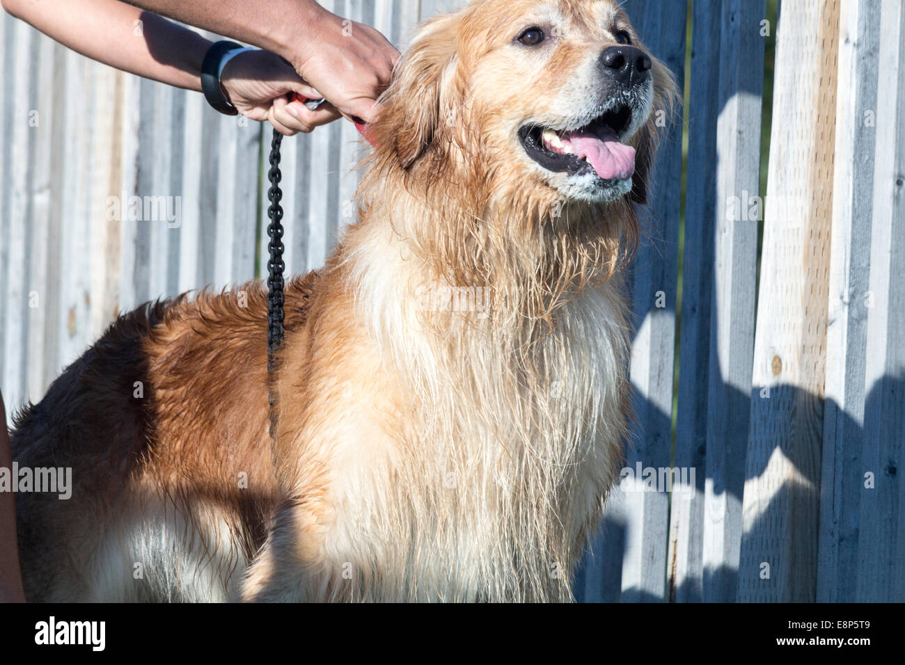 Golden Retriever prêt à quitter le quai à une compétition de chiens de dock Banque D'Images