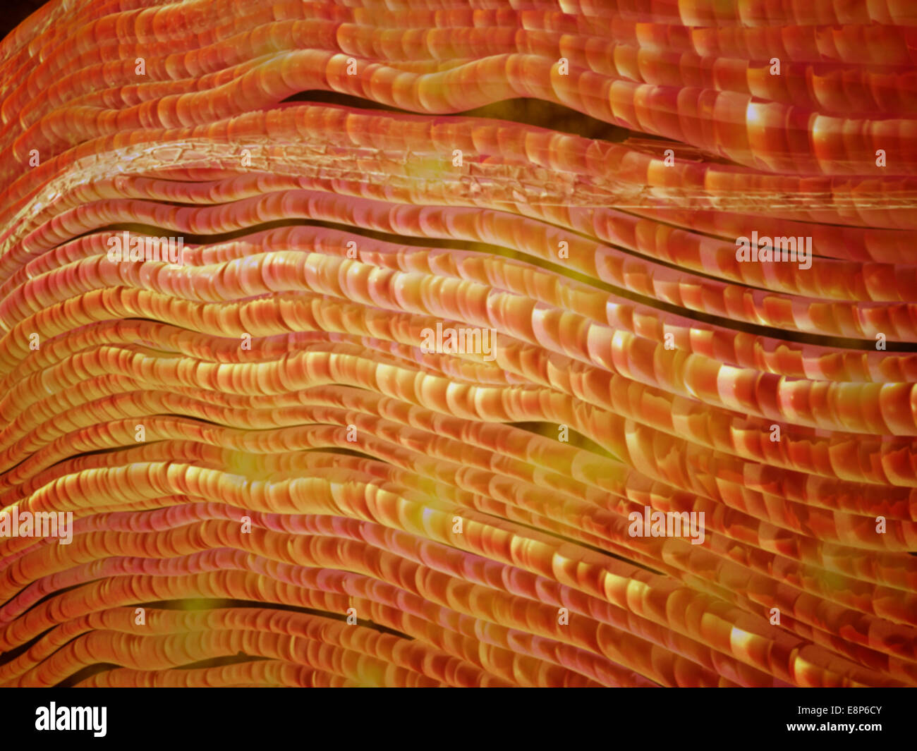 Vue microscopique des fibres nerveuses. Une fibre nerveuse est une extension d'une filiformes de cellules nerveuses dans le système nerveux. Banque D'Images