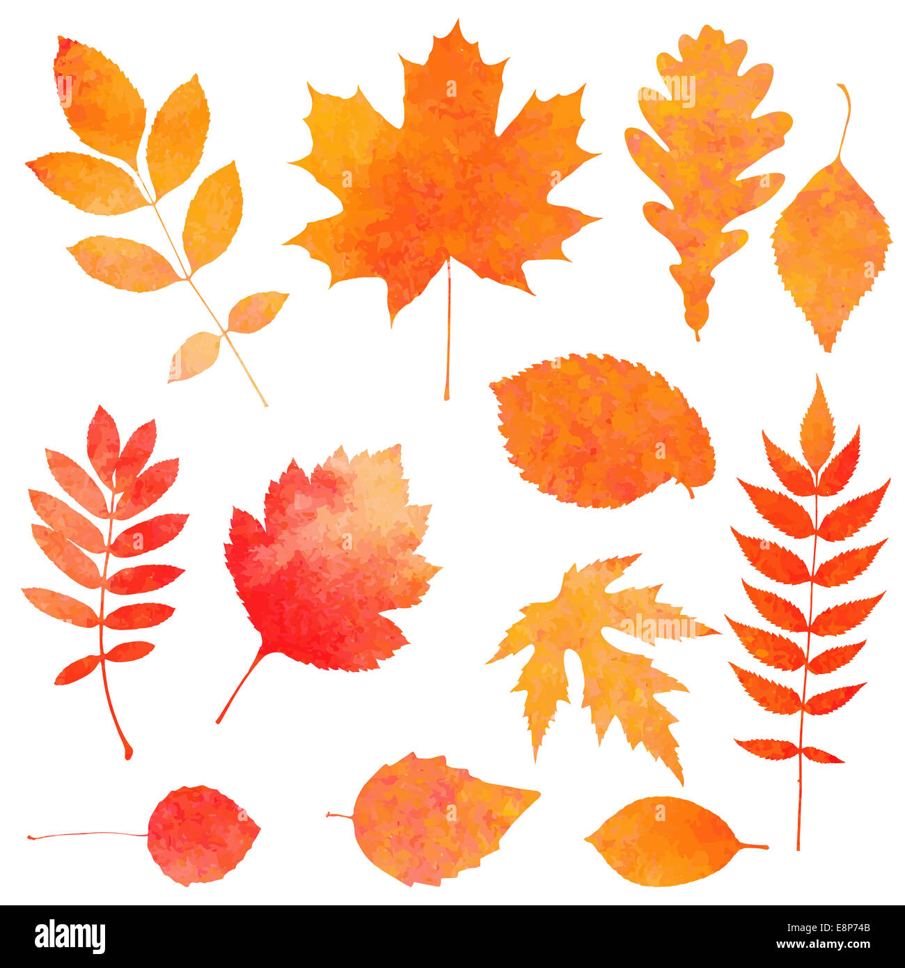 Aquarelle collection de belles feuilles d'automne orange isolé sur fond blanc Banque D'Images