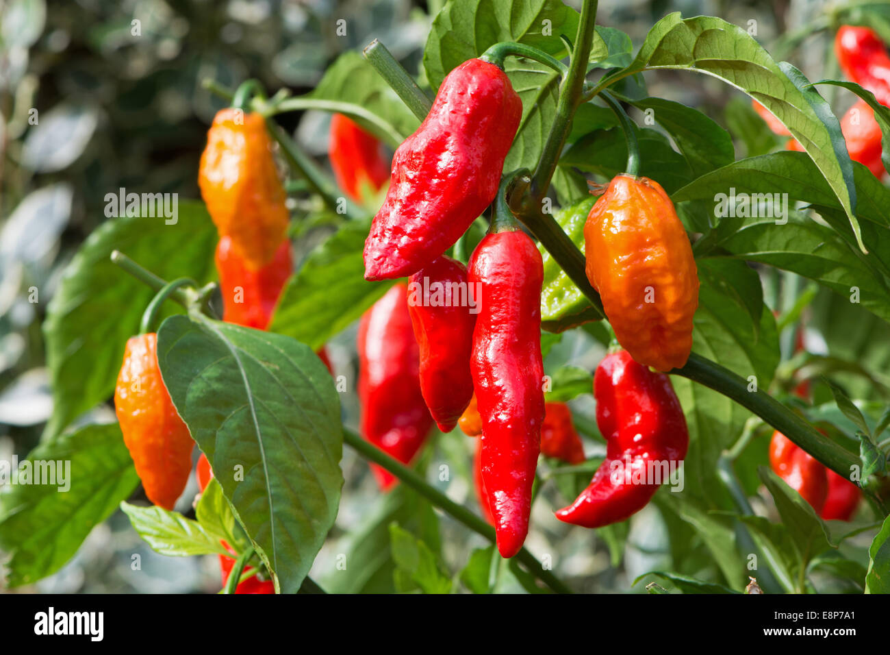 Piments bhut jolokia extrêmement chaud (aka ghost poivrons) en pleine croissance. UK, 2014. Banque D'Images