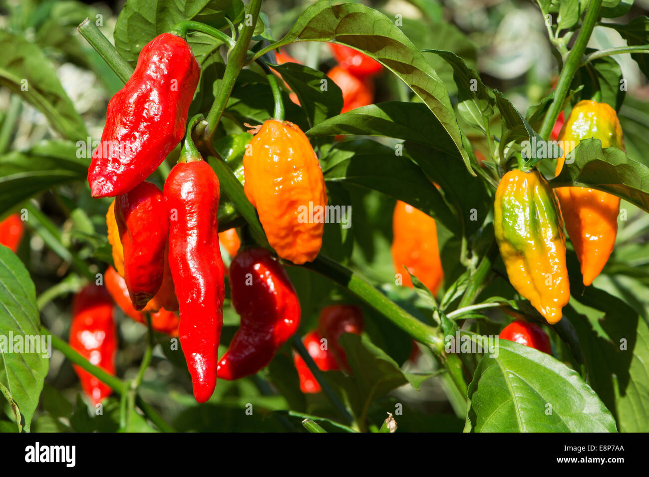 Piments bhut jolokia extrêmement chaud (aka ghost poivrons, naga jolokia, etc) en pleine croissance. UK, 2014. Banque D'Images