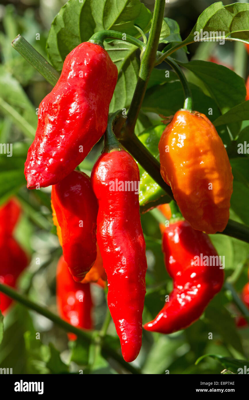 Piments bhut jolokia extrêmement chaud (aka ghost poivrons) en pleine croissance. UK, 2014. Banque D'Images