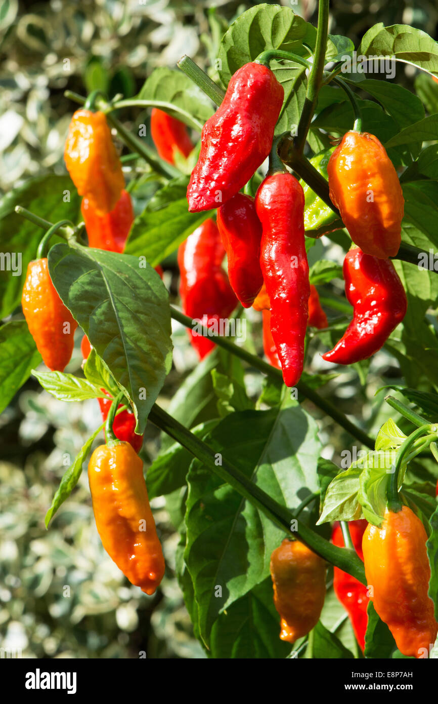 Piments Bhut Jolokia extrêmement chaud (aka ghost poivrons) en pleine croissance. UK, 2014. Banque D'Images