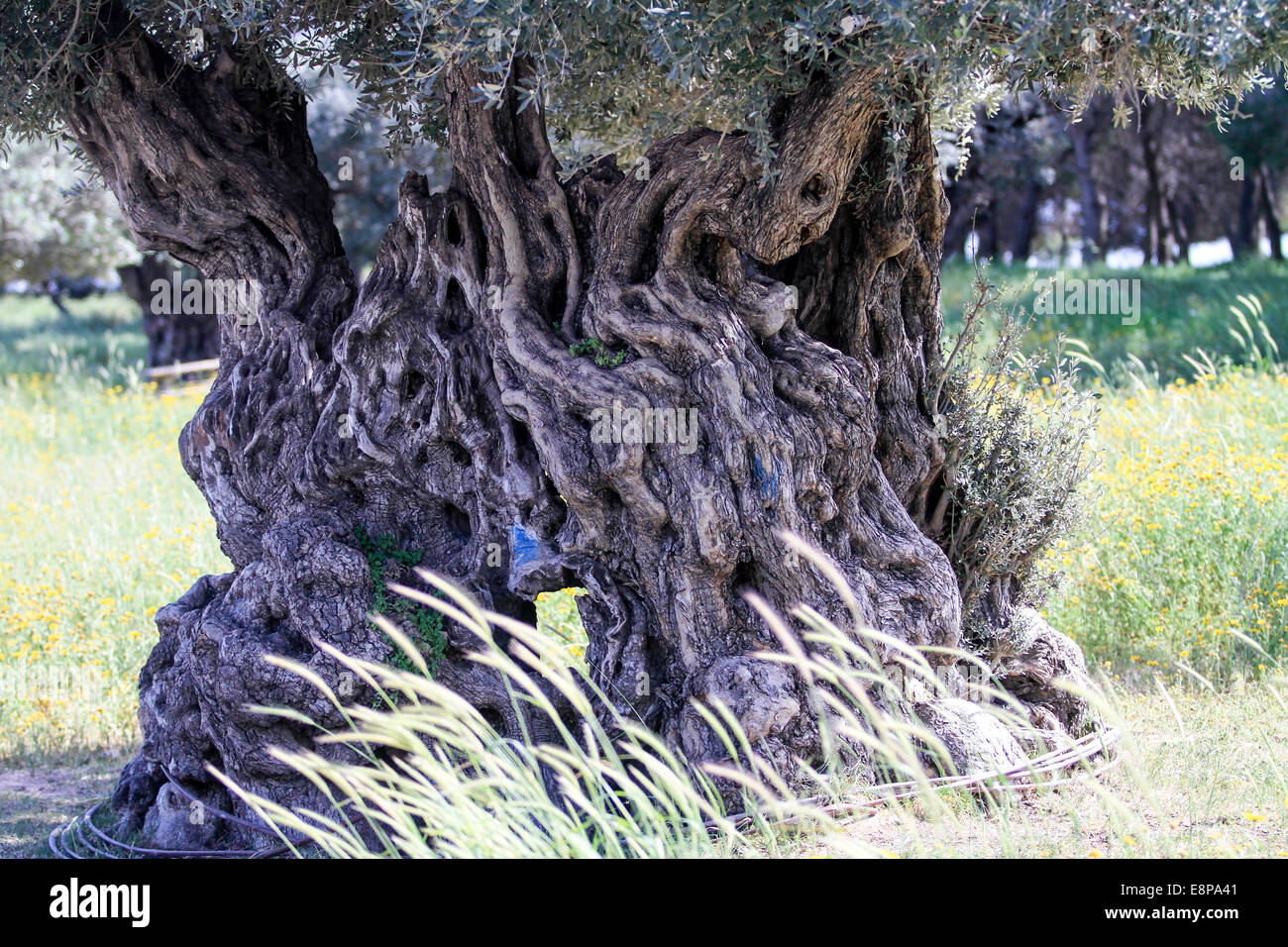 Vieil Olivier Banque D'Images