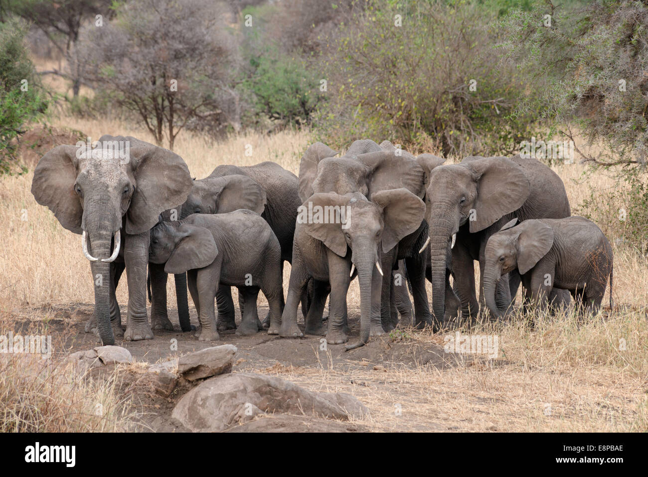 Petit troupeau d'éléphants qui pose pour l'appareil photo Banque D'Images
