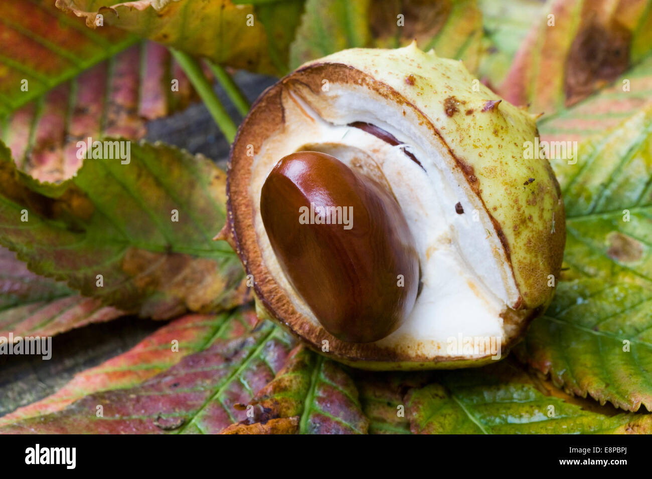 Aesculus hippocastanum. Un seul conker. Banque D'Images