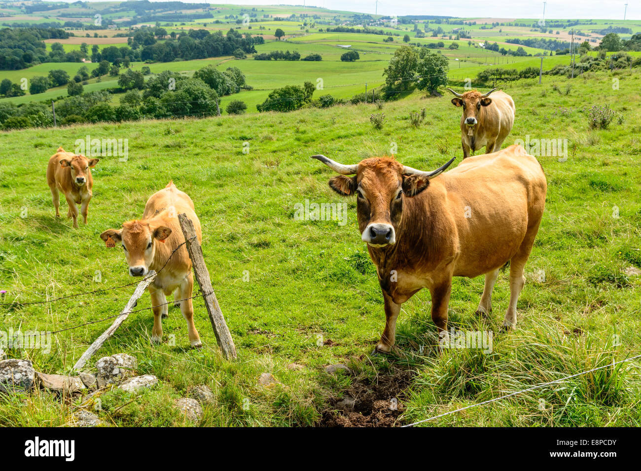 Les vaches salers Brown dans les montagnes du Cantal, France Banque D'Images