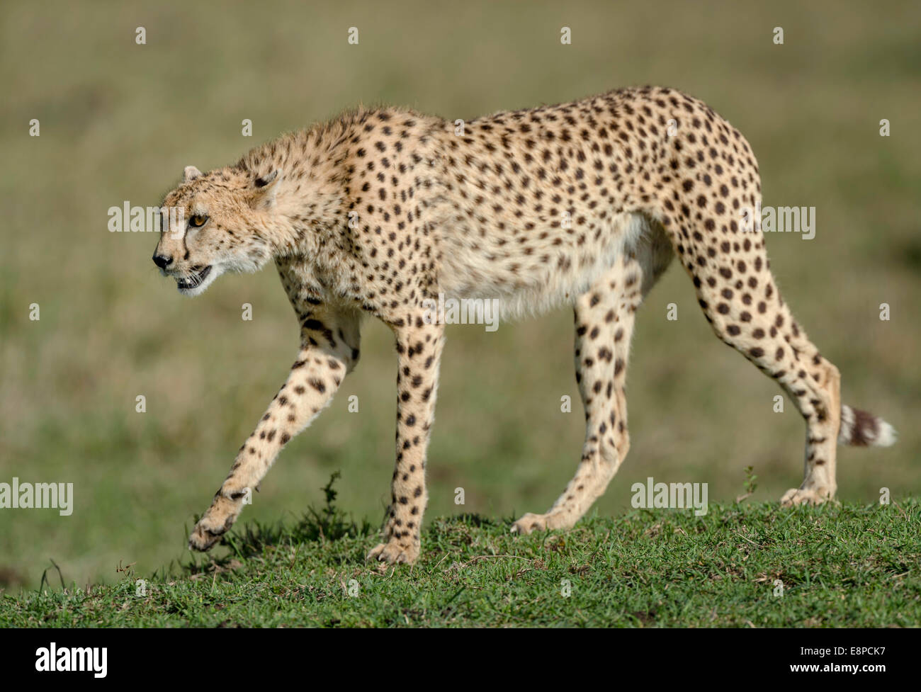 Lone Cheetah délibérément marche Banque D'Images