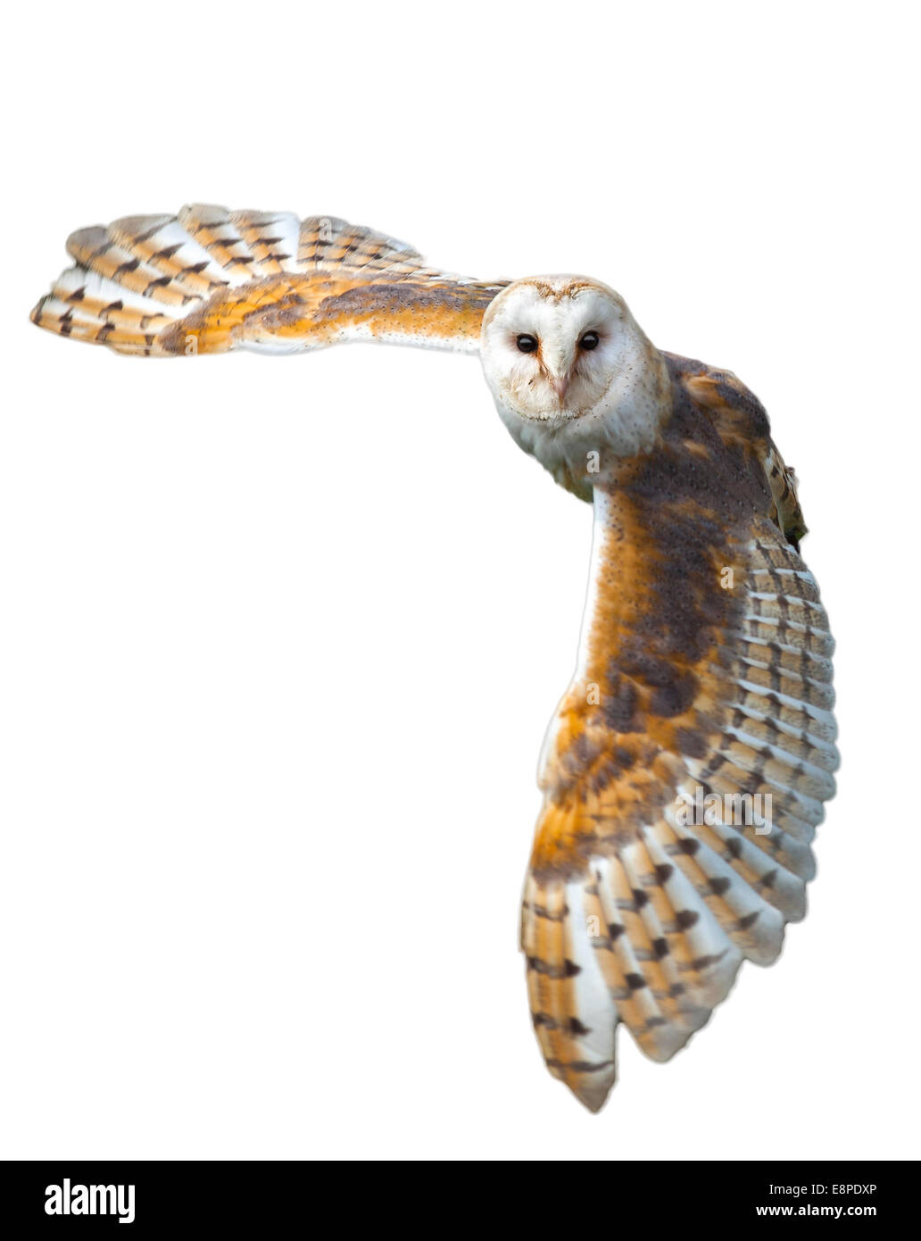 Barn Owl isolé sur fond blanc Banque D'Images