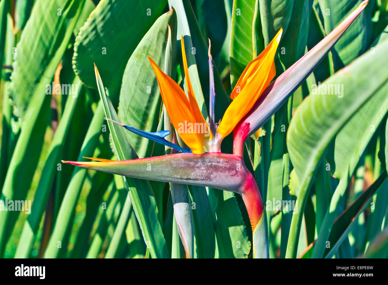 Oiseau de paradis Strelizia fleur dans un jardin. Banque D'Images