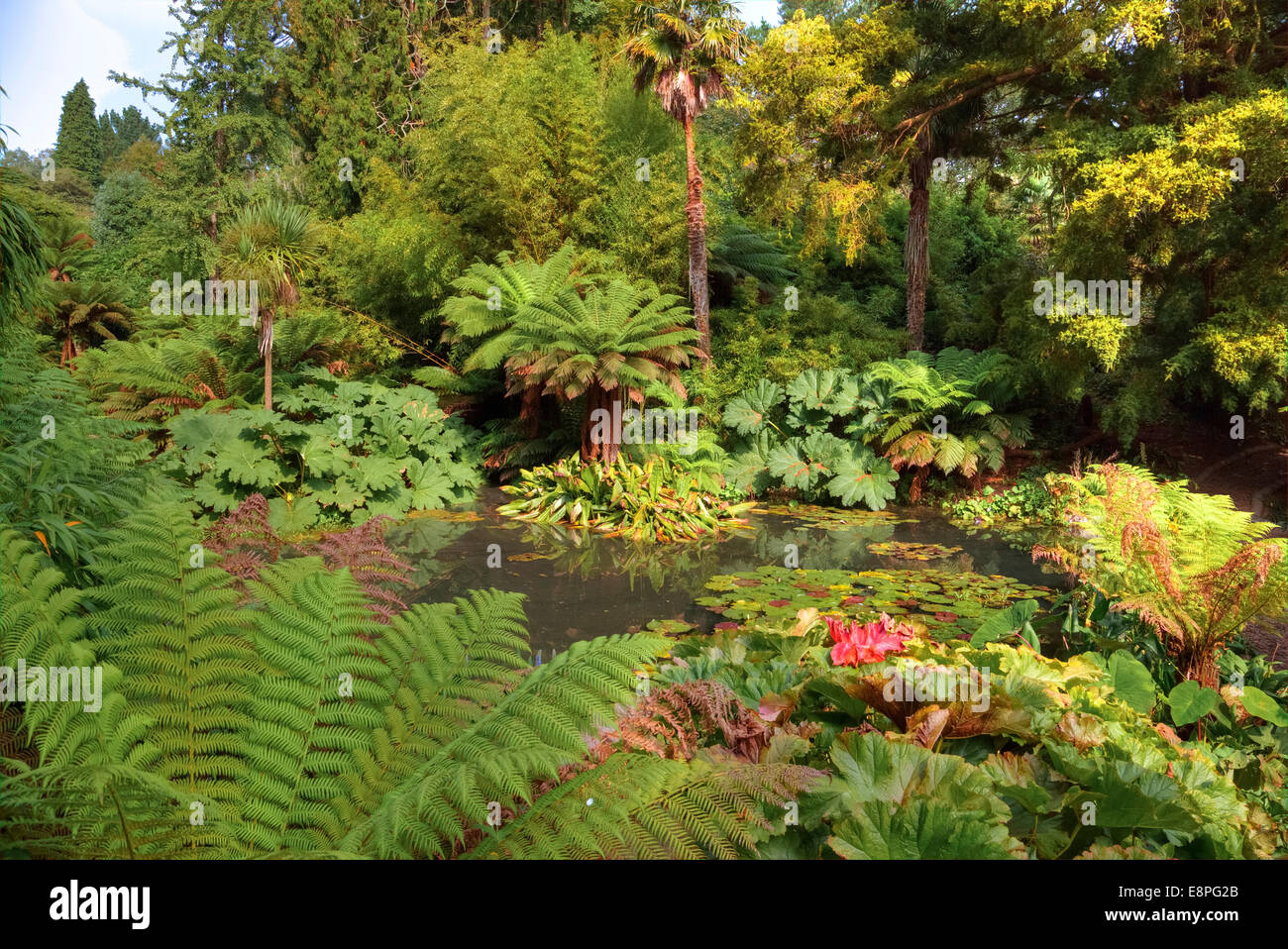 Jardins perdus de Heligan, Mevagissey, Cornwall, Angleterre, Royaume-Uni Banque D'Images