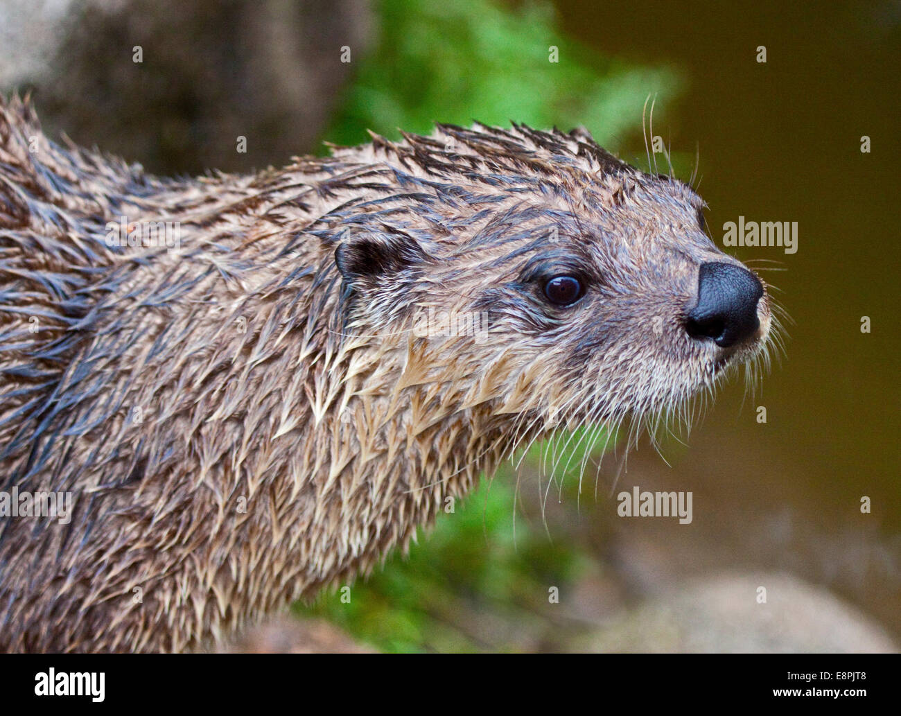 L'Amérique du Nord La Loutre de rivière (Lontra canadensis) Banque D'Images