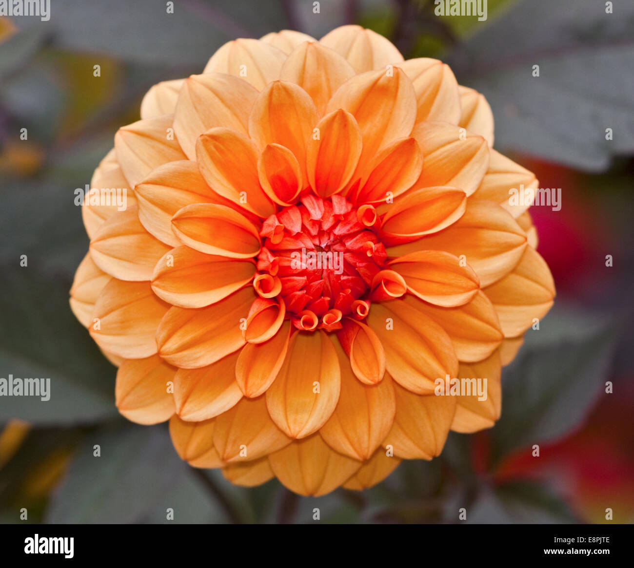 Fleur Dahlia Orange Banque D'Images