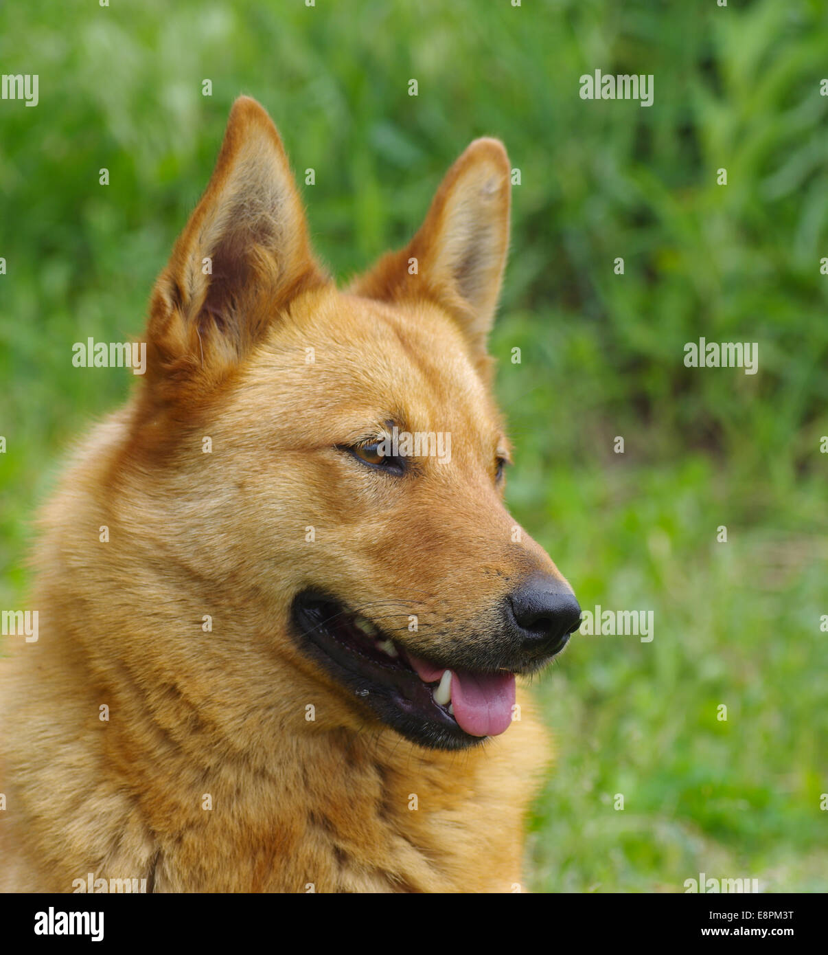 Outdoor portrait of cute dog Banque D'Images