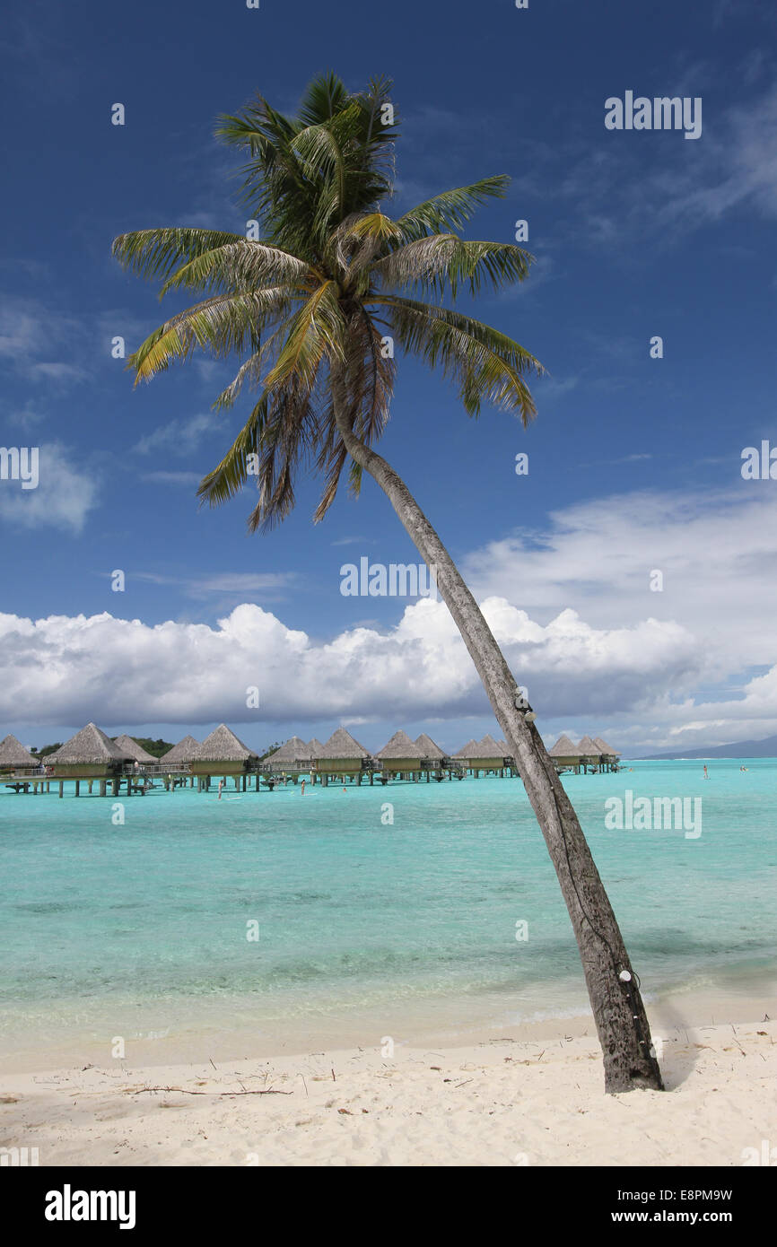 Palmier sur la plage de sable blanc avec des bungalows sur pilotis dans ...