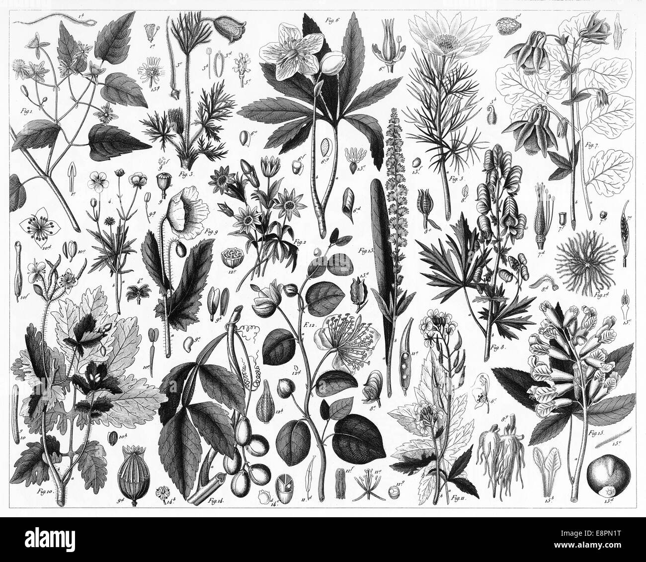 Illustrations gravées des plantes cultivées à partir de l'encyclopédie iconographique de la science, de la littérature et l'Art, publié en 1851. Banque D'Images