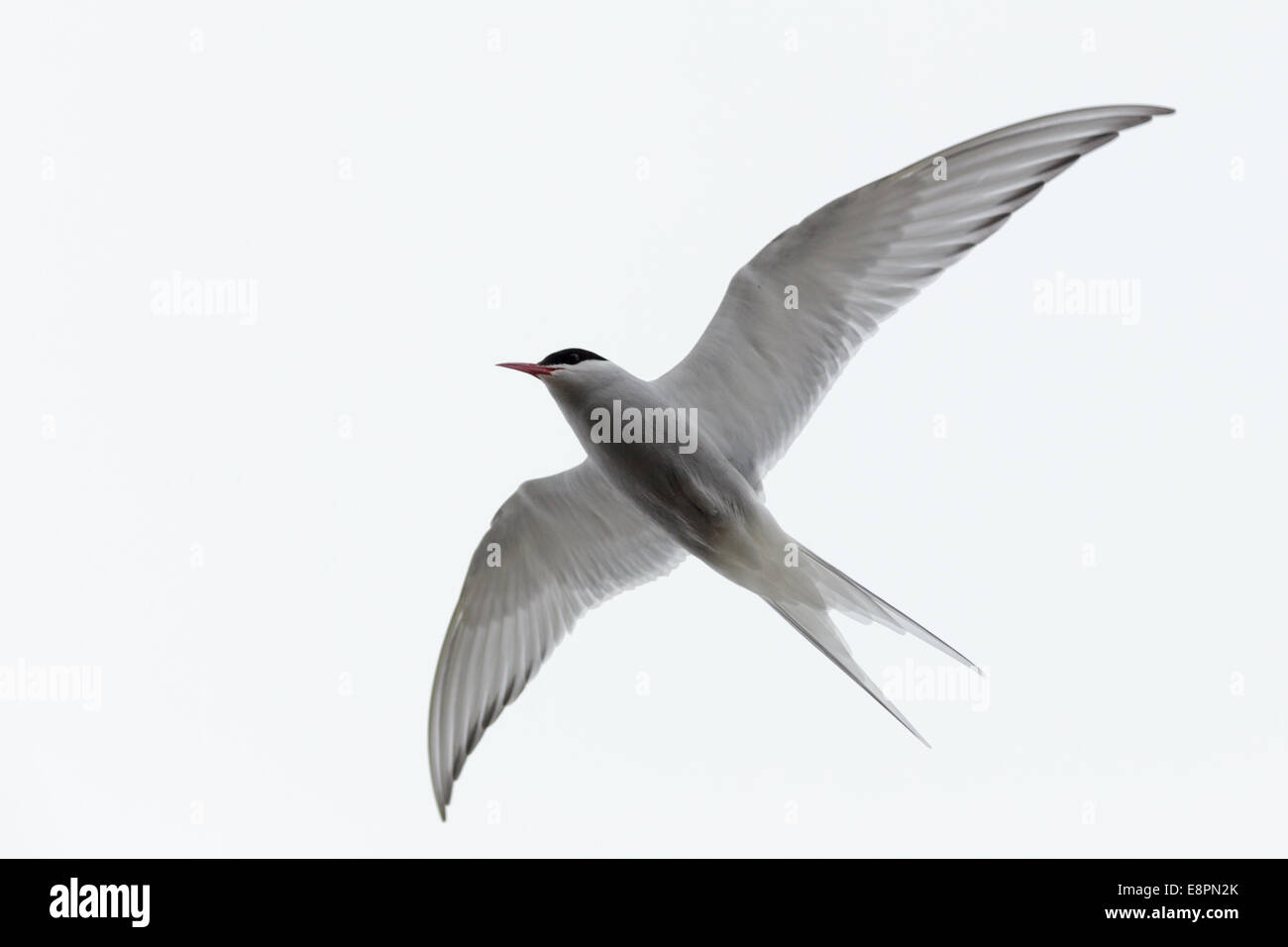 Sterna paradisaea, Sterne arctique. La photo a été prise dans le golfe de Kandalakcha la Mer Blanche. La Russie, région de Mourmansk. Island Lo Banque D'Images