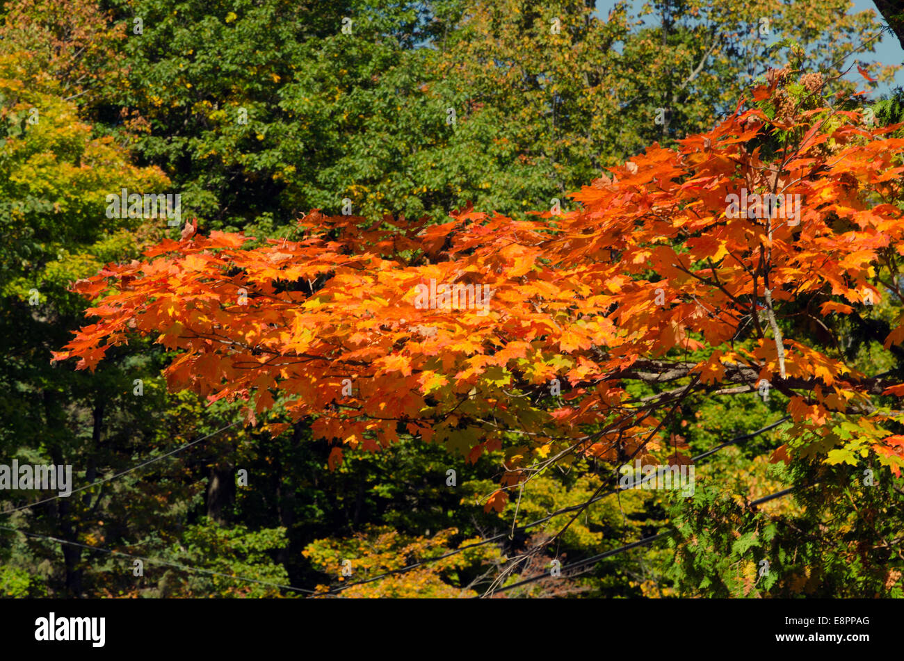 Couleurs d'automne près d'Ottawa river valley à sunny day Banque D'Images