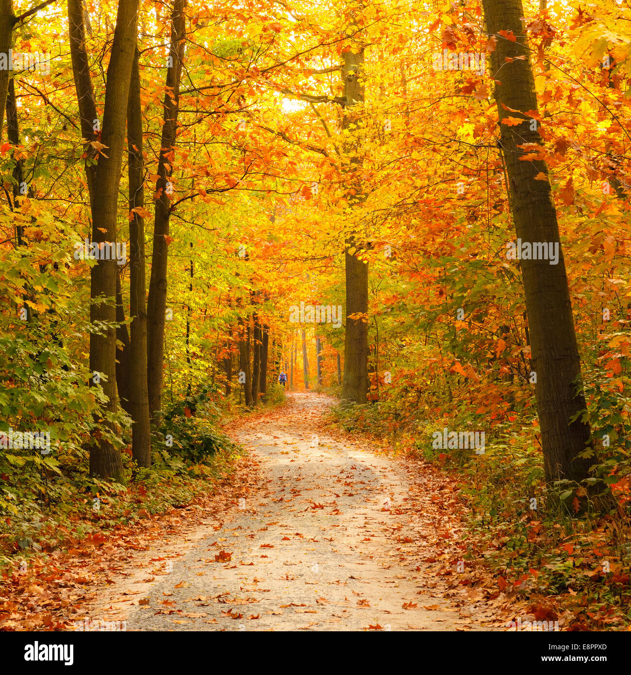 Chemin dans la forêt d'automne Banque D'Images