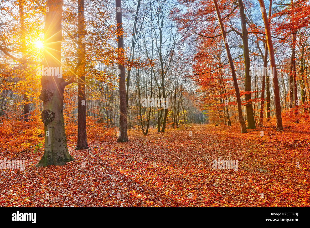 Coucher du soleil en forêt d'automne Banque D'Images