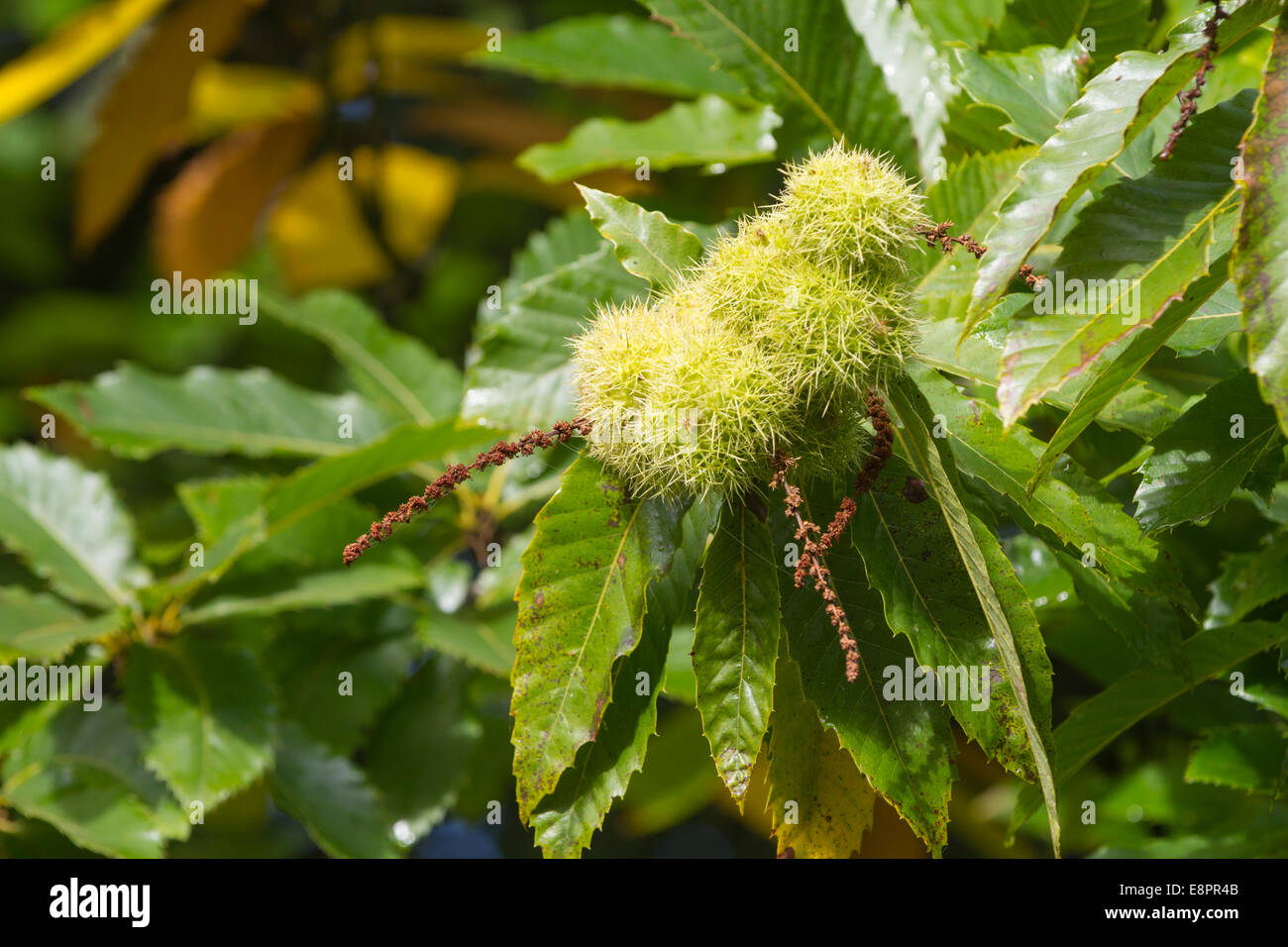 Sweet Chestnut Tree - mature fruit vert enveloppes et feuilles - Parc de Studley Royal, Ripon, North Yorkshire, UK Banque D'Images