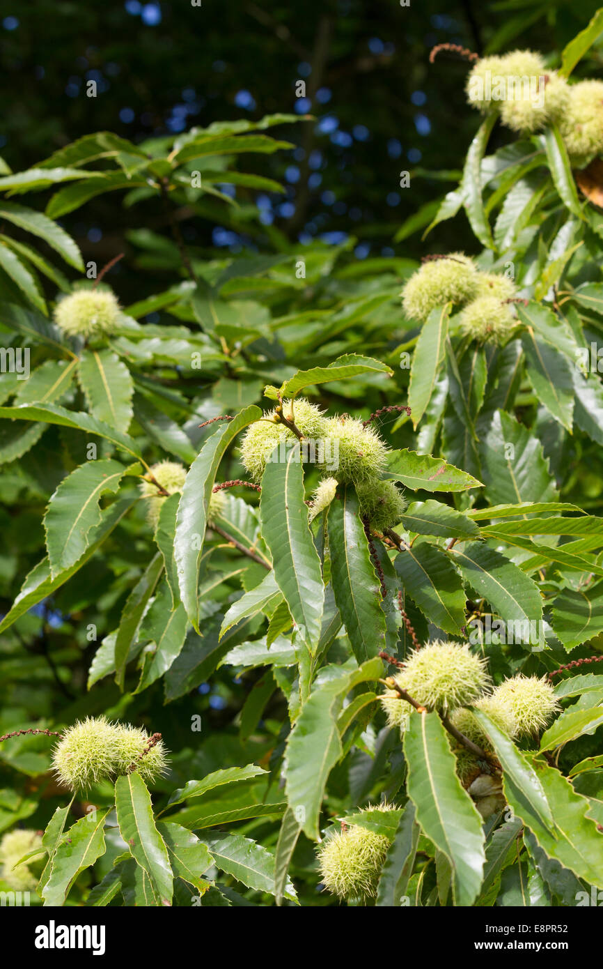 Sweet Chestnut Tree - mature fruit vert enveloppes et feuilles - Parc de Studley Royal, Ripon, North Yorkshire, UK Banque D'Images