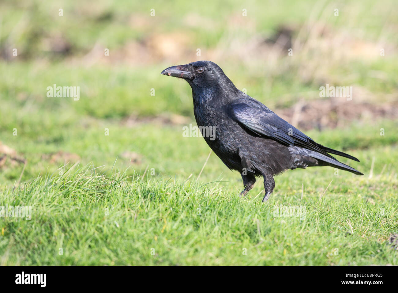 Close-up d'une corneille noire (Corvus corone), l'alimentation d'une carcasse de lapin Banque D'Images