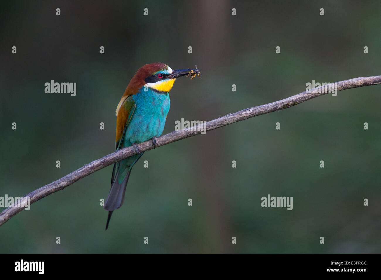 Guêpier d'Europe (Merops apiaster) une abeille non identifiés (Apis) Banque D'Images