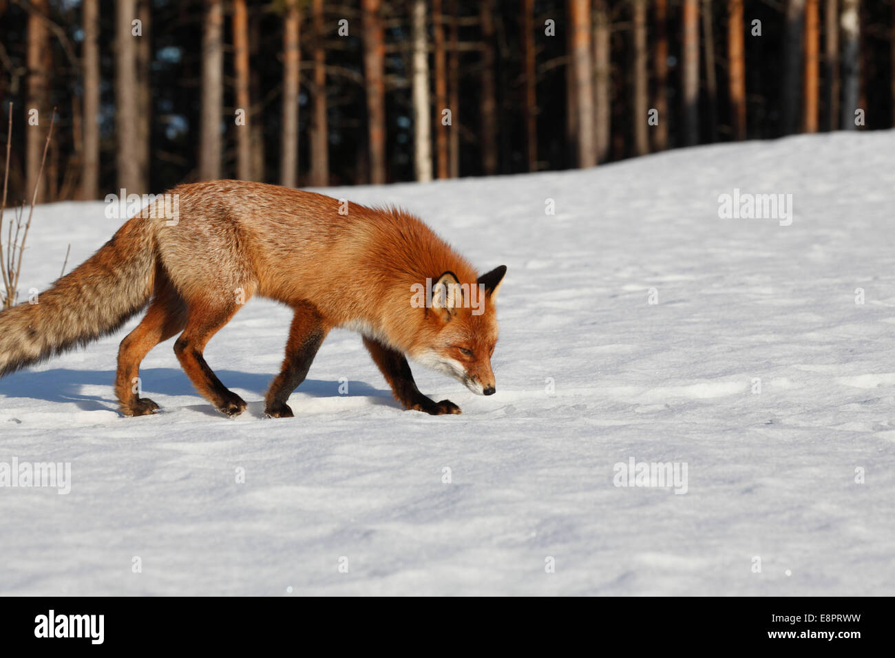 Un renard roux (Vulpes vulpes) est d'essence la neige sur une journée d'hiver ensoleillée. Banque D'Images