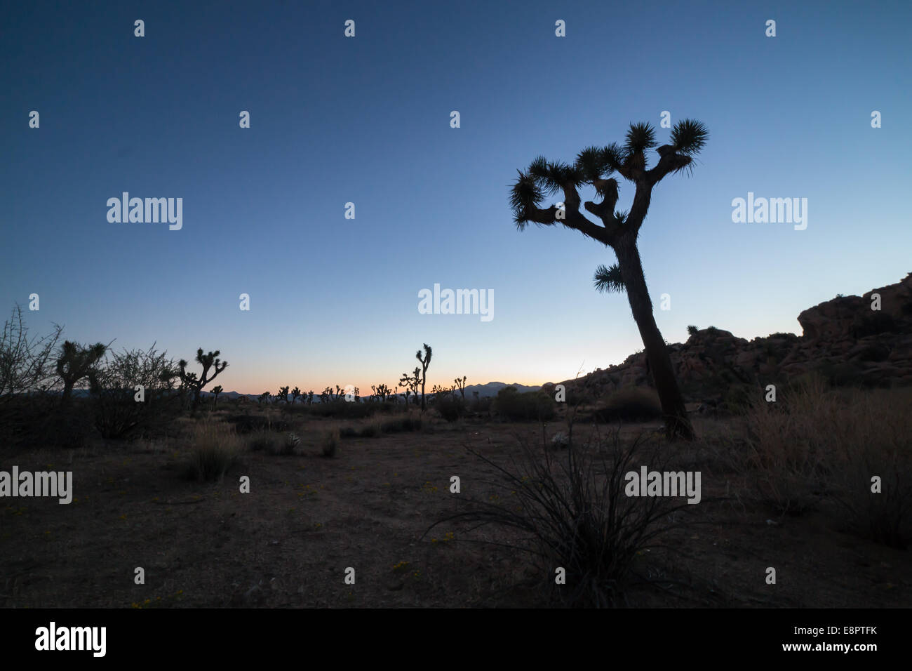 Joshua tree sur le coucher du soleil. Le parc national Joshua Tree, California, USA Banque D'Images