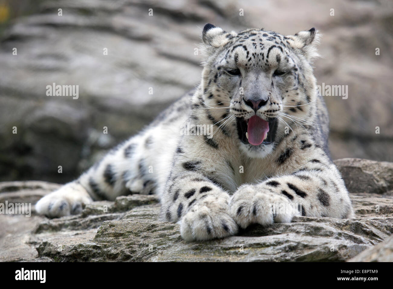 Un jeune Snow Leopard reposant sur des roches Banque D'Images