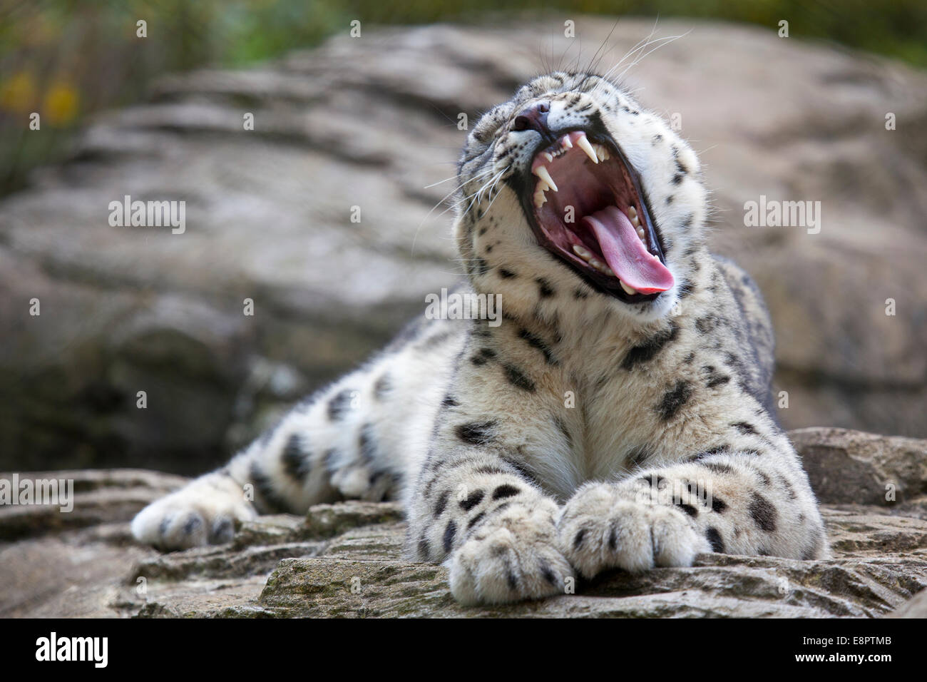 Un jeune Snow Leopard reposant sur des roches Banque D'Images