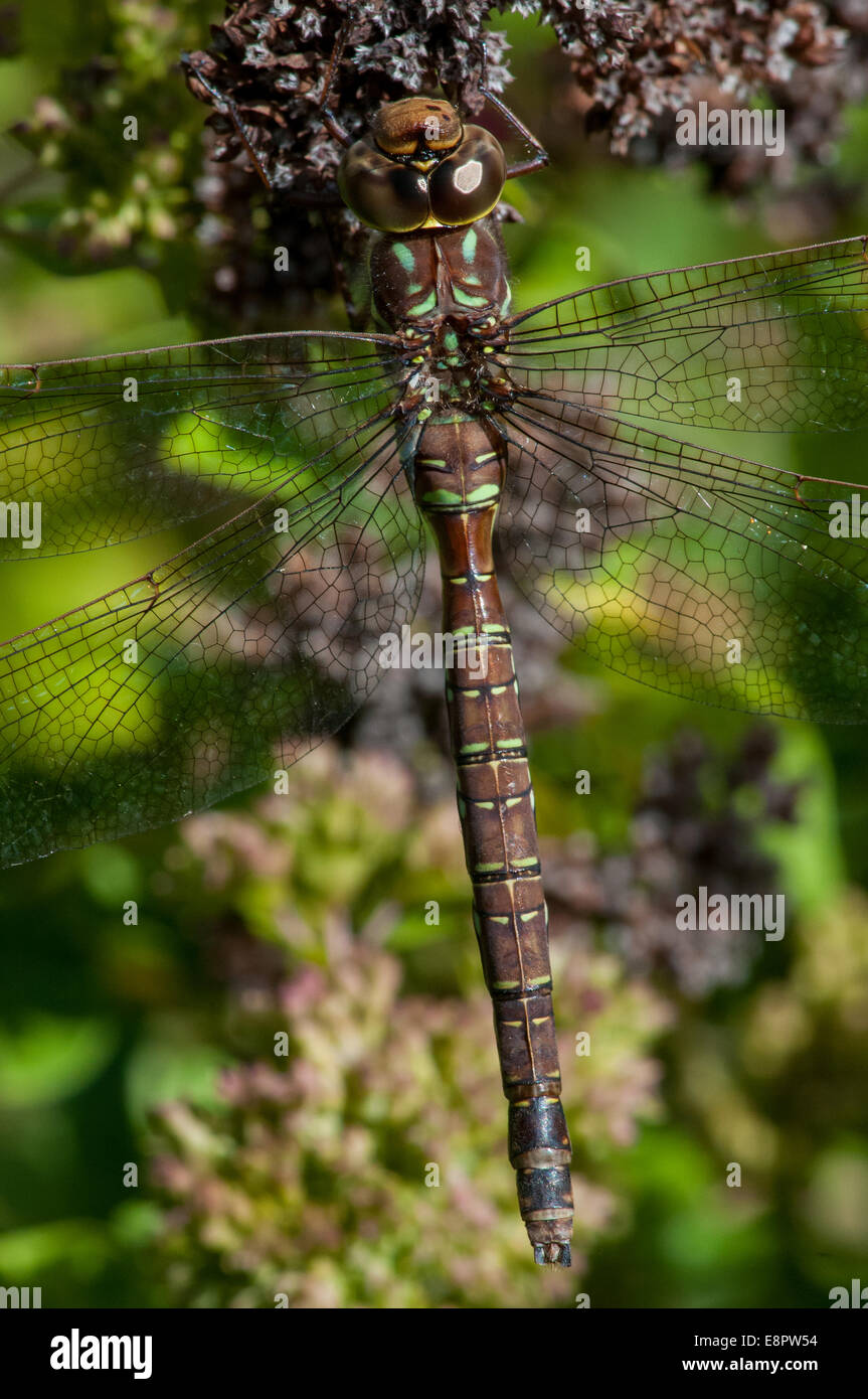 Darner ombre accrochée à une fleur. Banque D'Images