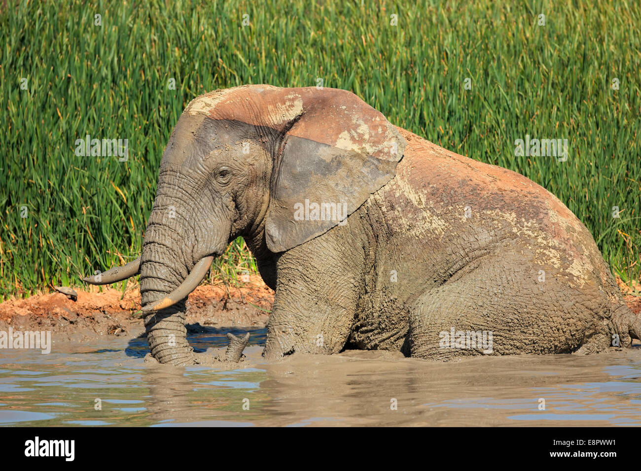 L'éléphant africain (Loxodonta africana) de prendre des bains de boue, l'Addo Elephant National Park, Afrique du Sud Banque D'Images