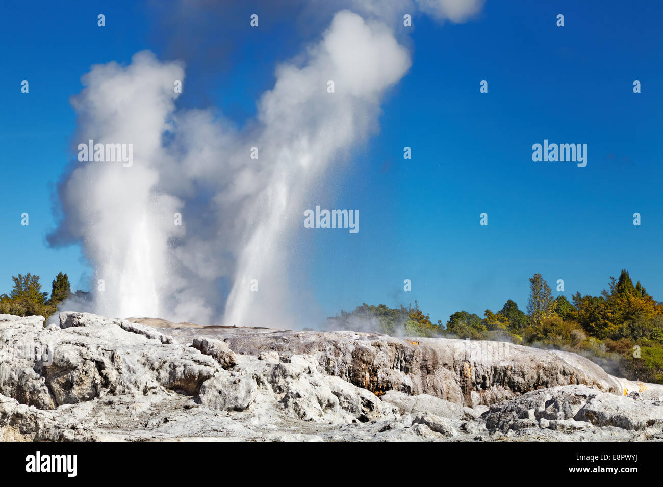 Pohutu geyser, la vallée thermale de Whakarewarewa, Rotorua, Nouvelle-Zélande Banque D'Images