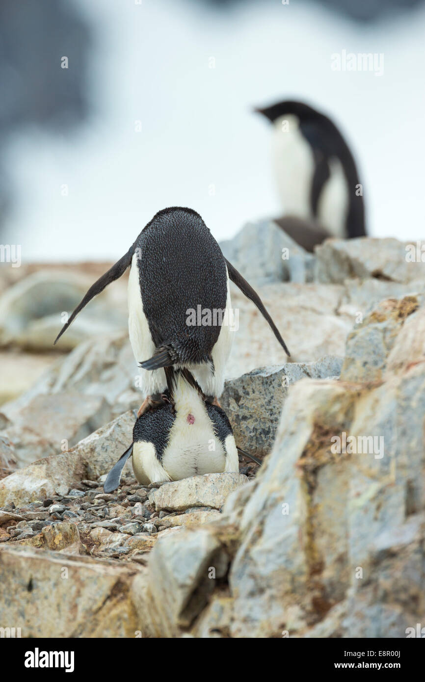 Adelie penguin Pygoscelis adeliae, adultes, l'accouplement en colonie, l'Île Petermann, en Antarctique en janvier. Banque D'Images